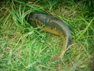 Paprastasis karpis — Kareivonių