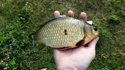 Sidabrinis karosas, 0,2 kg