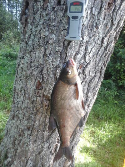 Karšis, 1,5 kg — Kiaunas