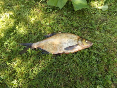 Karšis, 0,8 kg — Zalvys