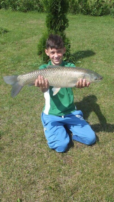 Baltasis amūras, 6,5 kg