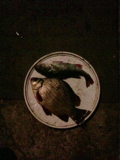 Ešerys, 0,3 kg — Dargaičių