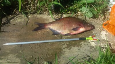 Karšis, 1,5 kg — Zarasaitis