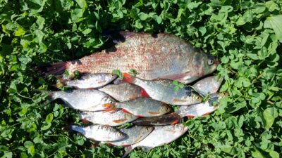 Karšis, 0,8 kg — Dysnai