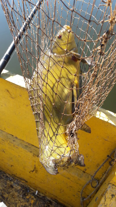 Lynas, 1,3 kg