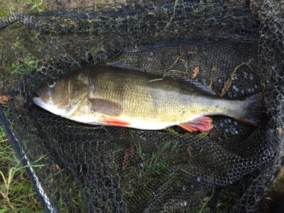 Ešerys, 1,4 kg