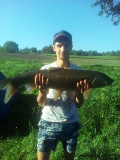 Baltasis amūras, 10,0 kg — Vabalių