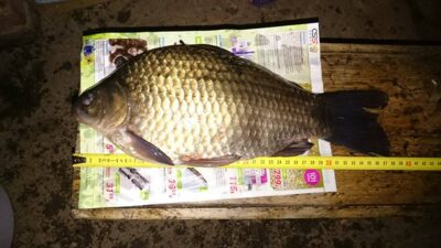 Sidabrinis karosas, 1,1 kg — Sujainių