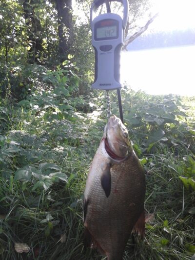 Karšis, 1,4 kg — Kiaunas