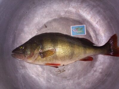 Ešerys, 1,0 kg