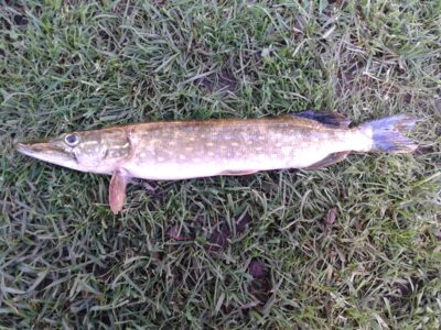 Lydeka, 0,5 kg — Liberiškio