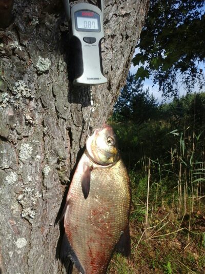 Karšis, 0,9 kg — Kiaunas