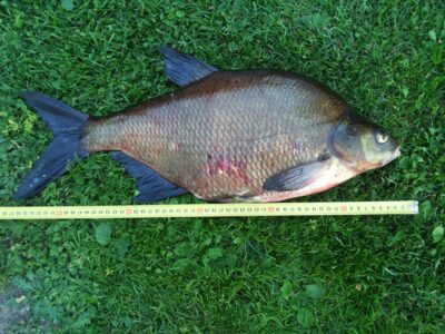 Karšis, 2,4 kg — Bebrusai