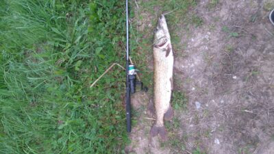 Lydeka, 2,6 kg — Kairių
