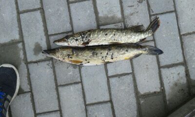 Lydeka, 1,5 kg — Skarbelis