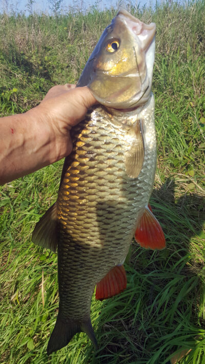 šapalas, 2,0 kg — Šešupė