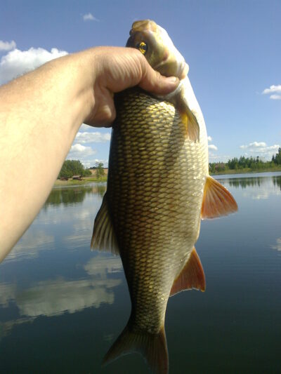 Mekne, 1,2 kg — Šventoji