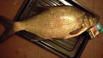 Karšis, 1,9 kg