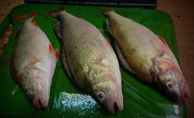 Ešerys, 0,8 kg — Kuršių