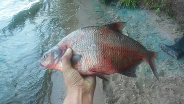 Karšis, 1,7 kg — Kauno marių