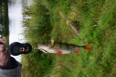 Ešerys, 0,4 kg