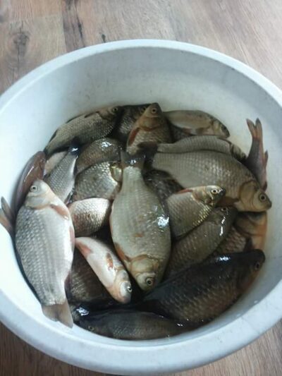 Sidabrinis karosas ×19