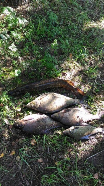 Karšis, 3,2 kg — Antalieptės HE