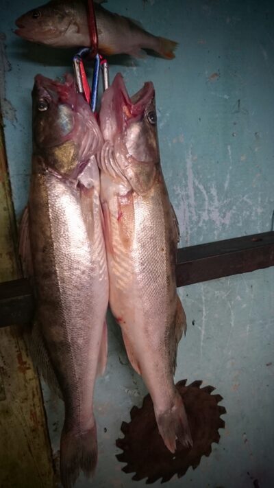 Starkis ×4 — Kuršių