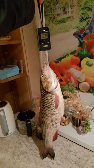 šapalas, 1,6 kg — Šešupė