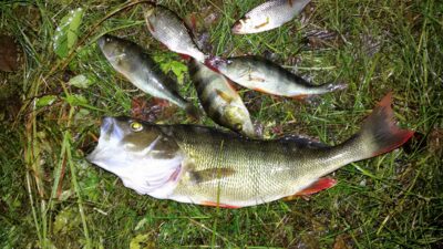 Ešerys, 0,6 kg — Platelių