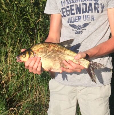 Karšis, 1,2 kg — Kauno marių