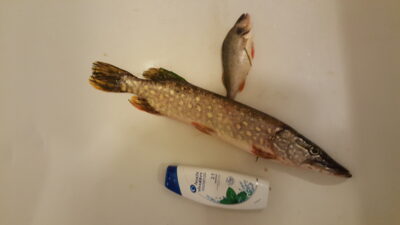 Lydeka, 1,1 kg — Nemunas