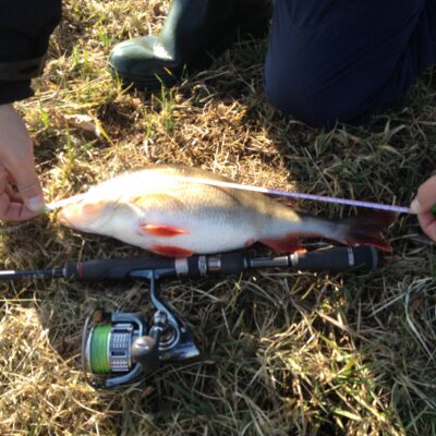 Ešerys, 0,8 kg — Pašiaušės I-asis