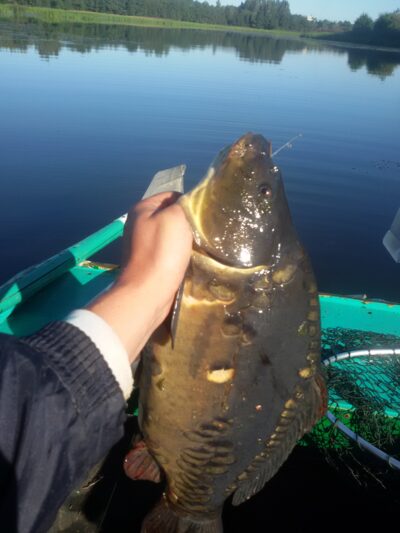 Paprastasis karpis, 3,1 kg — Ekrano gamyklos