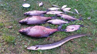 Ungurys, 1,2 kg — Galuonis