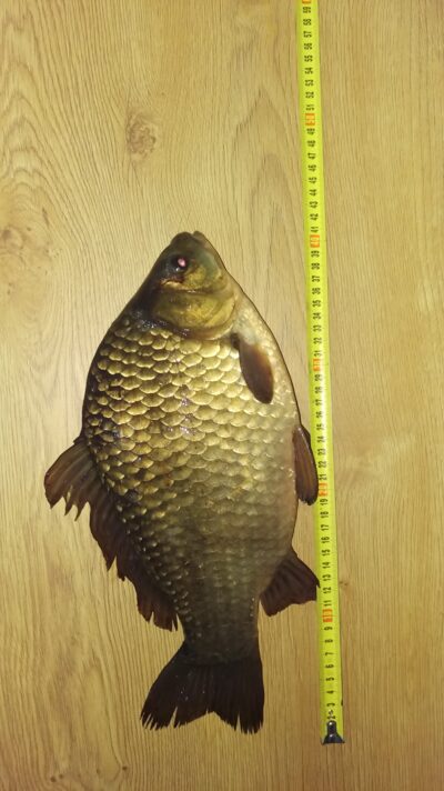 Sidabrinis karosas, 1,5 kg