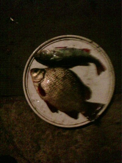 Auksinis karosas, 0,3 kg — Dargaičių