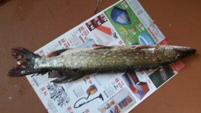 Lydeka, 1,1 kg