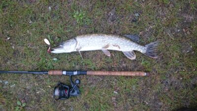 Lydeka, 1,1 kg — Marijampolės II-asis