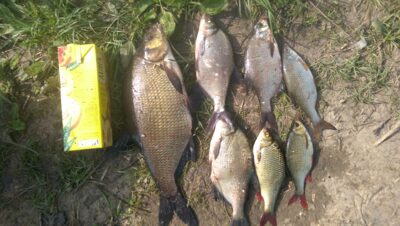 Karšis, 2,1 kg — Šešupė