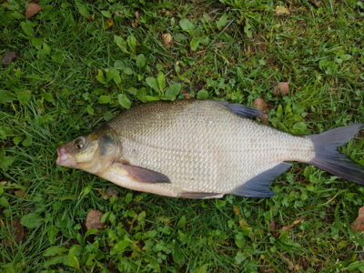 Karšis, 1,7 kg — Želvos