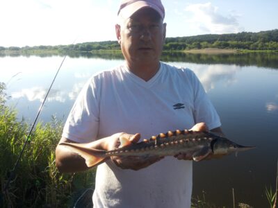 Daūrinis eršketas, 0,5 kg