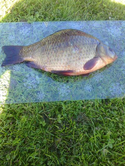Auksinis karosas, 1,0 kg — Dargaičių