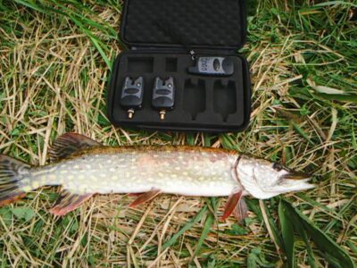 Lydeka, 2,5 kg — Ašmintos