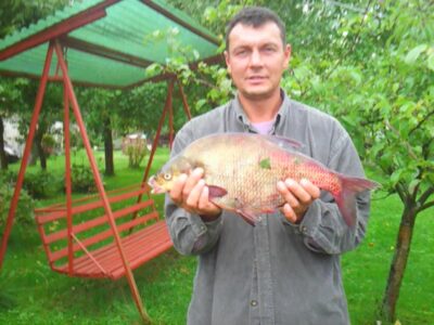 Karšis, 2,2 kg
