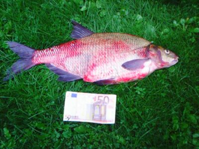 Karšis, 2,7 kg — Kauno marių