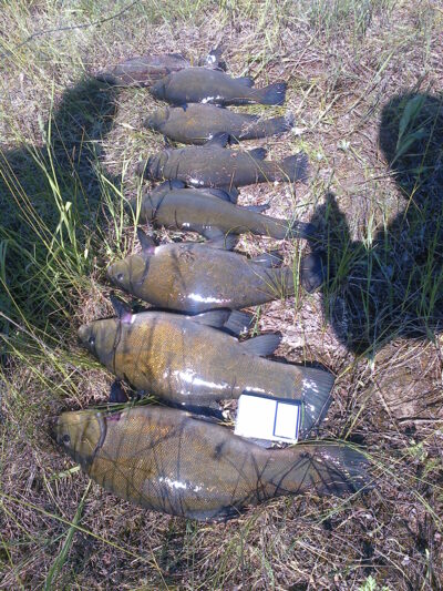 Lynas, 2,2 kg — Šventoji