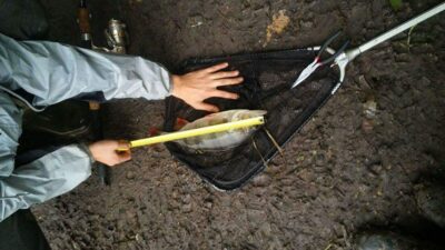Ešerys, 0,9 kg — Mišė