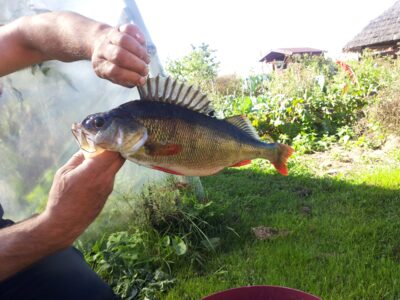 Ešerys, 0,8 kg — Bebrusai