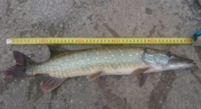 Lydeka, 0,7 kg — Lielupė
